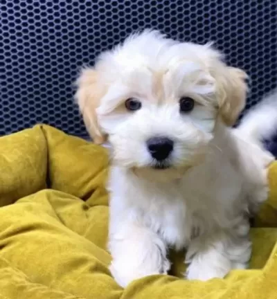 Malti̇poo Bebekler Vonalp Petshoptan