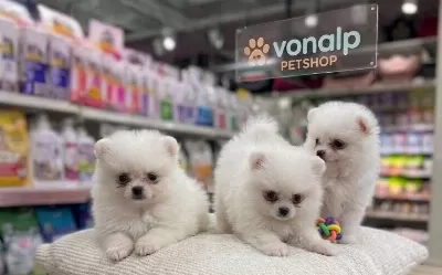 Safkan Teacup Pomerani̇an Boo Irk Güvencesi̇yle