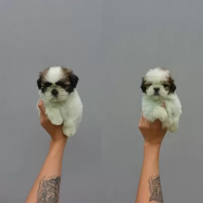 Dünya Tatlisi Shih Tzu Yavrulari