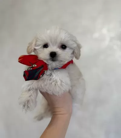 Safkan Ev Üretimi Numara Kar Beyaz Maltese Terrier Yavruları