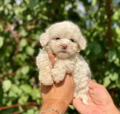 Yuvanızın Maskotu Minik Maltese Terrier Yavrularım