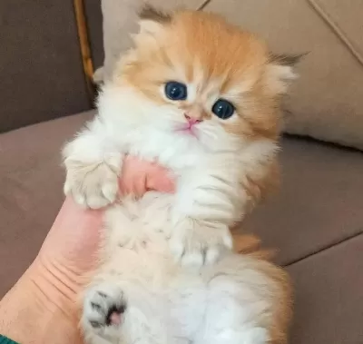 British Longhair Ny12 Yavrumuz Şecereli Baba Bursa