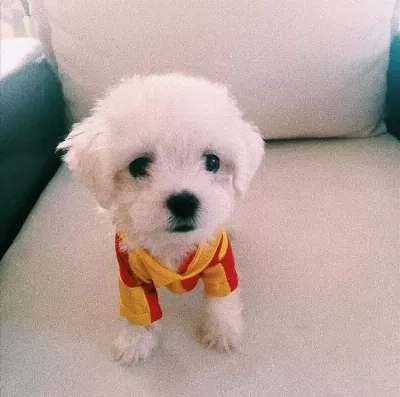 Teacup Kore Maltes Terrier Büyümüyen Irk Orjinal