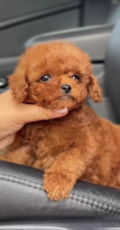 Toy Poodle Safkan Köpeğimiz