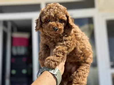 Ankranın En Seçkin Chocolate Toy Poodle Ları