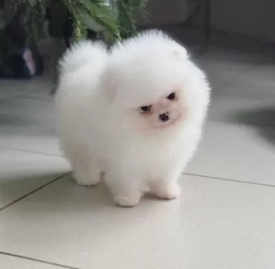 Show Kalite Kar Beyaz Teddy Pomeranian Yavrumuz