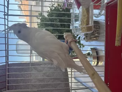 Dişi Albino Sultan Papağanı