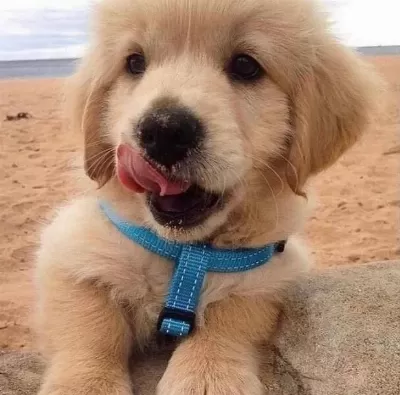 Baby Face Golden Yavrular