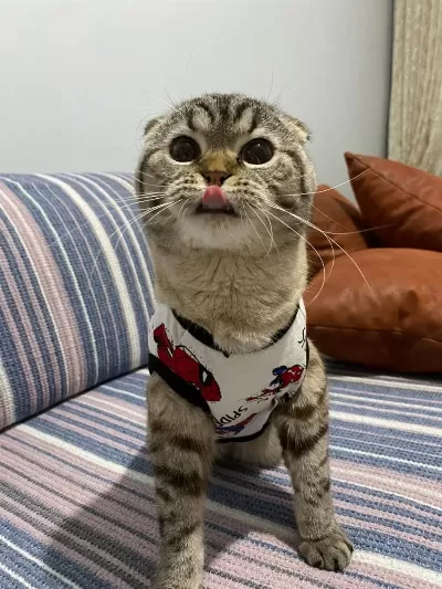 Evcil Uysal 1 Buçuk Yaşında Scottish Fold
