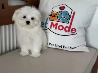 Çok Özel Tea Cup Kore Kan Maltese Yavrumuz
