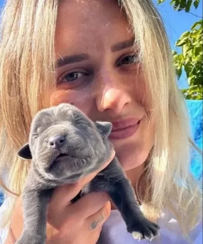 Dev Cane Corso Yavruları