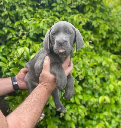 Blue Cane Corsa Bebekler İtalyan Mastifi