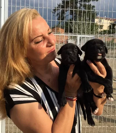 Alan Koruması Yüksek Muhteşem Cane Corso Yavrularımız