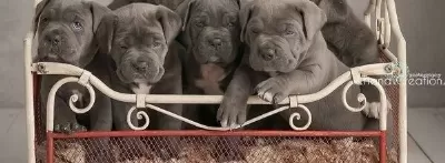 Üst Kali̇te Cane Corsa Yavrular