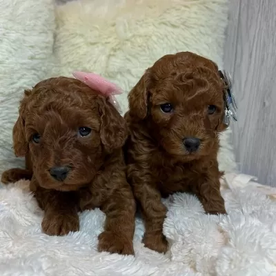 Toy Poodle Yavrulari
