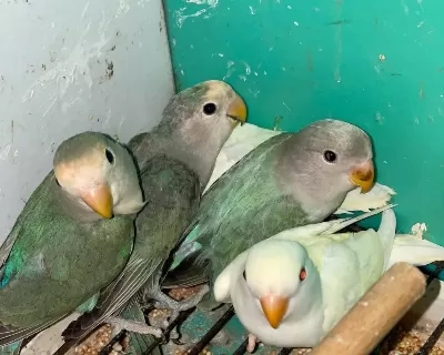 Yavru Sevda Papağanlari
