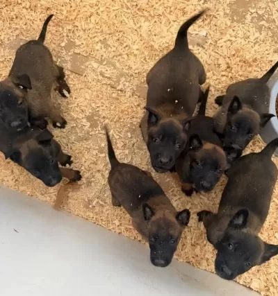 Eği̇ti̇m Merkezi̇nden Yarişma Sinav Köpekleri̇