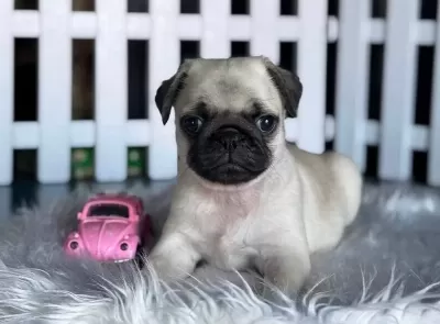 Eği̇ti̇mli̇ Pug Yavrular