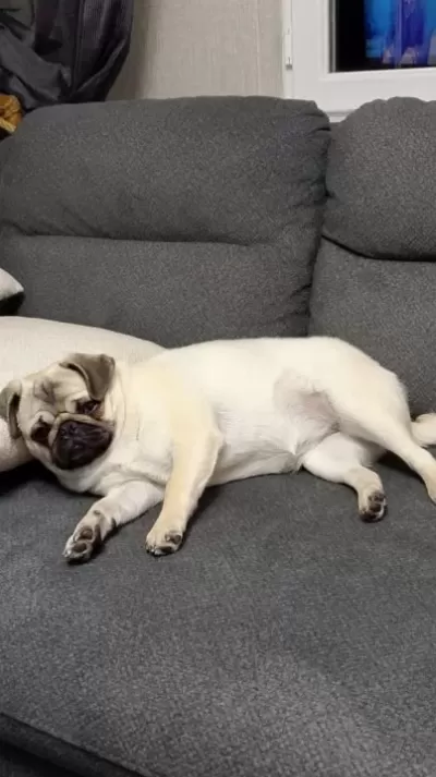 Orjinal Pug Gül Kuyruk