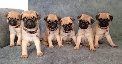 Mi Cro Boy Pug Yavrular Irk Ve Sağlik Garanti Li Mağazadan