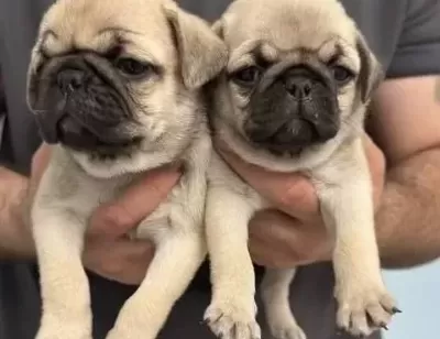 A Kalite Safkan Pug Mops Bebekler