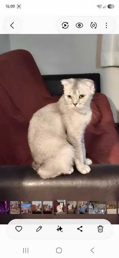 Çok Cana Yakın Scottish Fold Kedisi