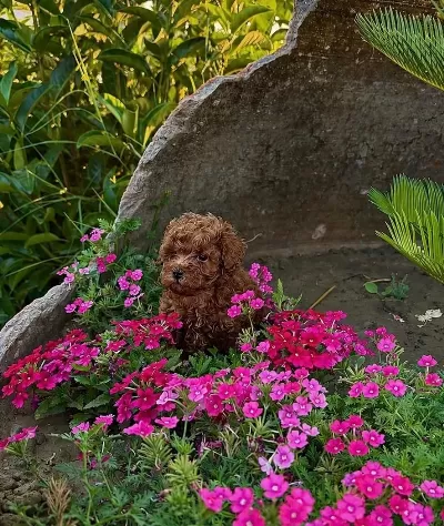 İzmir De Orjinal Toy Poodle Garantili