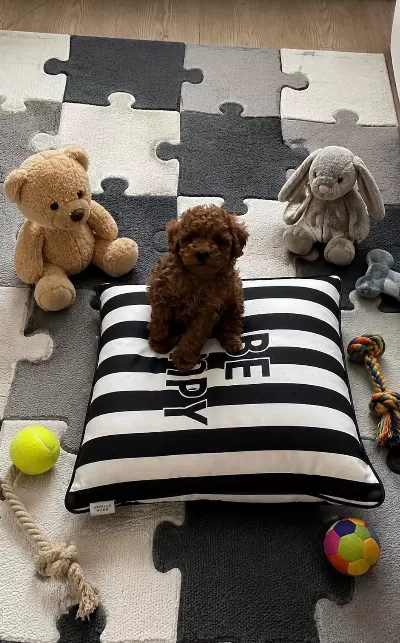 Garantili Toy Poodle Ev Üretimi Orjinal