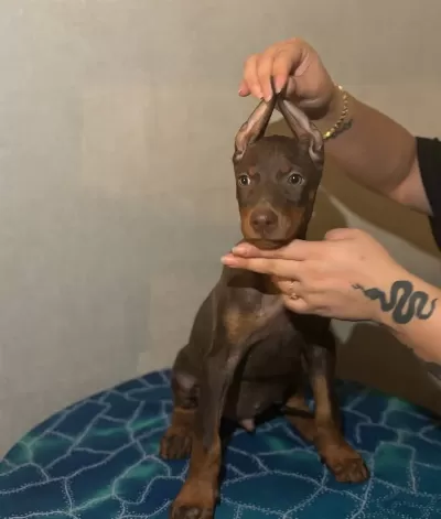 Muhteşem Anatomide Doberman Yavrularımız