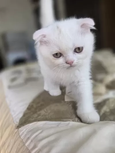 Kar Beyaz Pamuklar Yeni Yuvaya Hazır Gitmeye