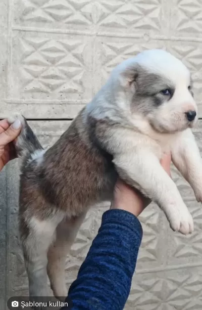 Türkiyenin En Kaliteli Alabay Yavrulari