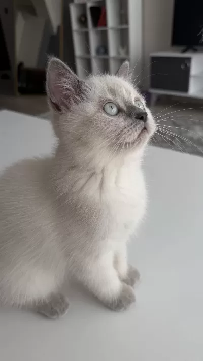 British Shorthair 2,5 Aylık Safkan Yavrumuz