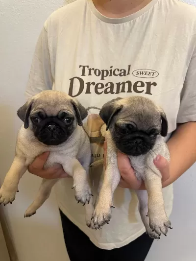 Sıfır Burun Gül Kuyruk Pug Mops