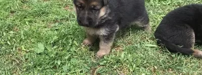 Alman Kurdu Yavrularimiz Dog Academy