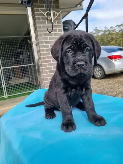 Dev Boy Cane Corso Yavruları Güçlü Ve İri Yapı