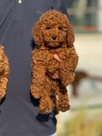 Petmode Köpek Çifttliğinde Ziyarete Açık Toy Poodle