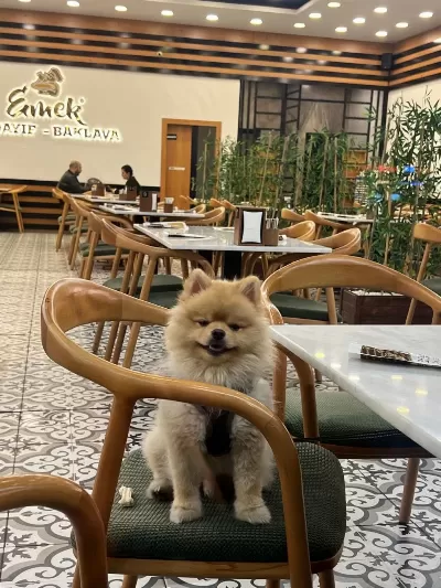 Ukrayna Pasaportu Pomeranian