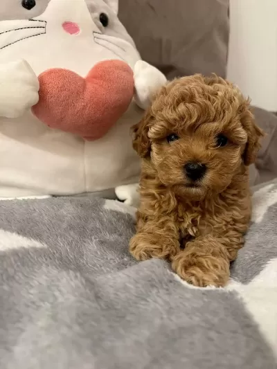 Sağlıklı Toy Poodle Puppy
