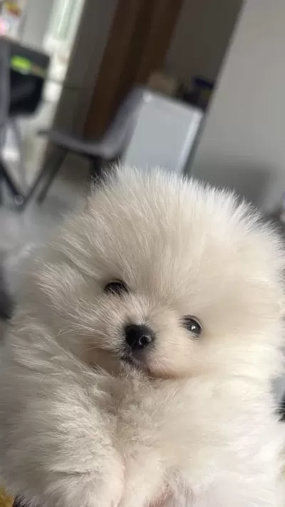 Pomeranian Boo Teddy