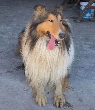 Rough Colli̇e Lassie Irk Ve Sağlık Garantili Yavrularımız