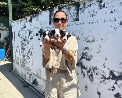 Border Colie Yavrularım Sağlık Ve Garantilidir