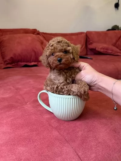 Toy Poodle Sıfır Boy Yavrular Kore Kan