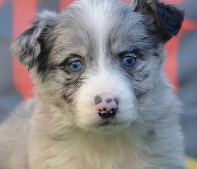 Safkan Border Collie Zeka Küpü Yavrular
