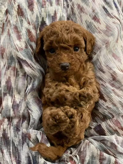 Toy Poodle Bebeklerimiz Ped Eğitimli