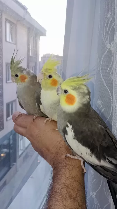 Güzeller Güzeli Bebek Bebeği Kuşlar