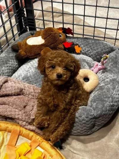 Kore Kan Poodle Yavrularimiz