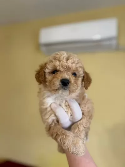 Yumoş Yumoş Maltipoo Şirinler Yuvalarini Ariyor