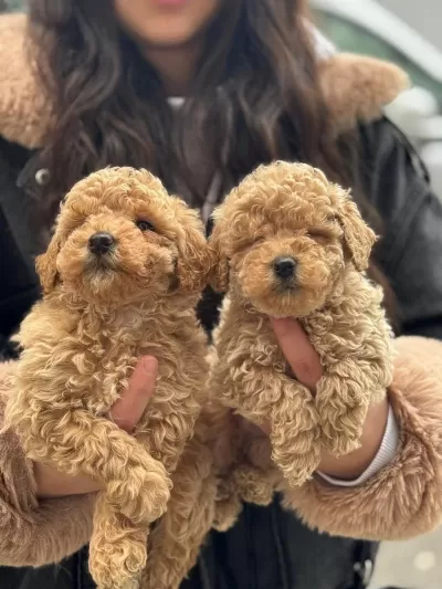 Şirin Maltipoo Yavrularimiz