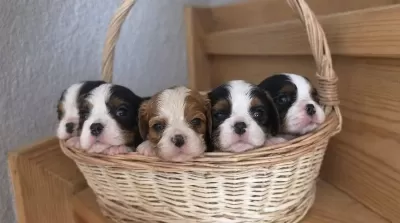 Tricolor Bleinheim Muhteşem Cavalier Bebekler