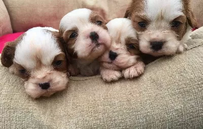 King Charles Cavalier Bebekler